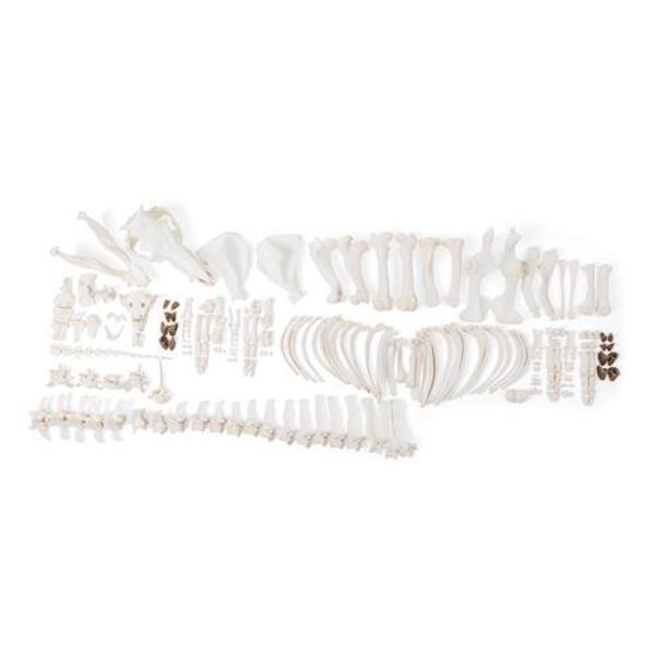 3B Scientific Pig skeleton, f, Disarticulated 1020997